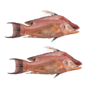Pescado de mar Pez Perro 10lb