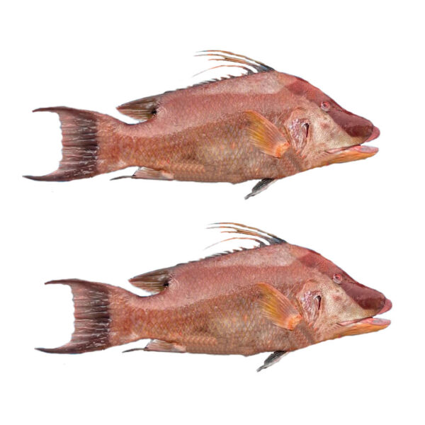 Pescado de mar Pez Perro 10lb